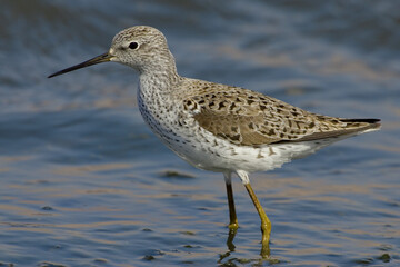 Marsh Sandpiper, Poelruiter, Tringa stagnatilis