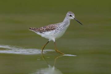 Poelruiter; Marsh Sandpiper; Tringa stagnatilis