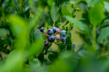 Blueberry, blueberries growing on the bushes.  A mix between mature and immature organic fruits.  Macros with selective focus.