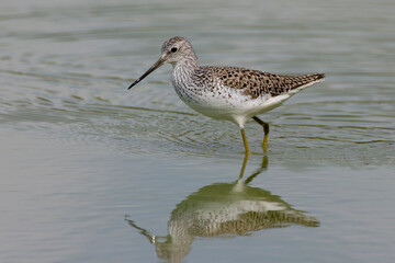 Poelruiter; Marsh Sandpiper; Tringa stagnatilis