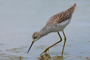 Poelruiter; Marsh Sandpiper; Tringa stagnatilis