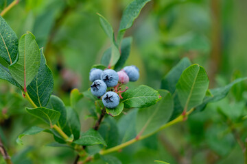 Blueberry, blueberries growing on the bushes.  A mix between mature and immature organic fruits.  Macros with selective focus.