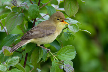 Orpheusspotvogel, Melodious Warbler, Hippolais polyglotta