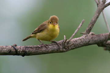 Orpheusspotvogel, Melodious Warbler, Hippolais polyglotta