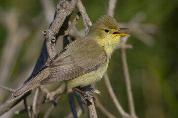 Melodious Warbler, Orpheusspotvogel, Hippolais polyglotta