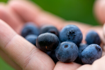 Blueberry, blueberries growing on the bushes.  A mix between mature and immature organic fruits.  Macros with selective focus.