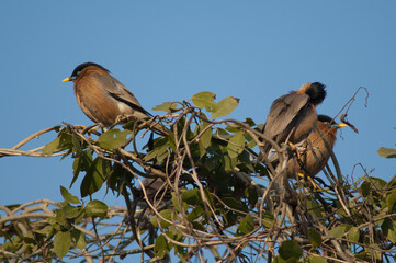 Brahminy starlings Sturnia pagodarum on a shrub. Keoladeo Ghana National Park. Bharatpur. Rajasthan. India.