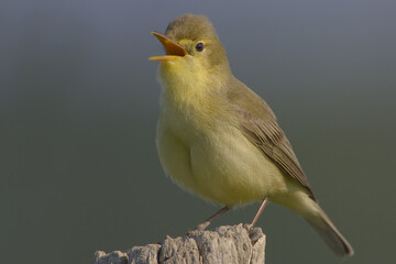 Melodious Warbler, Orpheusspotvogel, Hippolais polyglotta