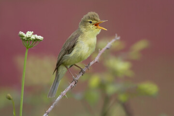 Melodious Warbler, Orpheusspotvogel, Hippolais polyglotta