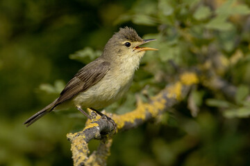 Melodious Warbler, Orpheusspotvogel, Hippolais polyglotta