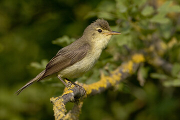 Melodious Warbler, Orpheusspotvogel, Hippolais polyglotta