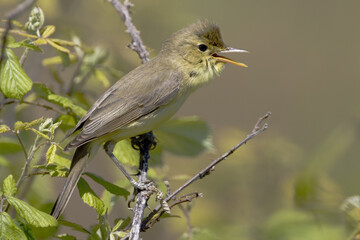 Melodious Warbler, Orpheusspotvogel, Hippolais polyglotta