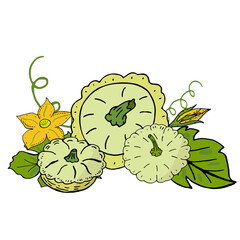 Squash bush with green leaves, yellow zucchini fruits, flowers.Vector illustration, hand drawing. Vegetable for a healthy diet.