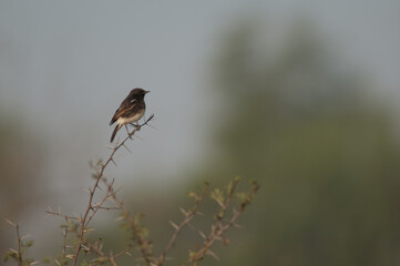 Male pied bushchat Saxicola caprata on a branch of a sicklebush Dichrostachys cinerea. Keoladeo Ghana National Park. Bharatpur. Rajasthan. India.