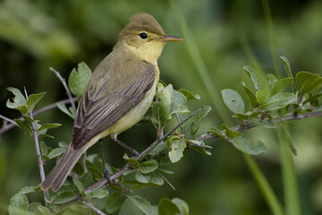 Melodious Warbler, Orpheusspotvogel, Hippolais polyglotta