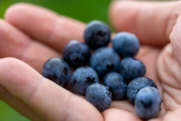 Blueberry, blueberries growing on the bushes.  A mix between mature and immature organic fruits.  Macros with selective focus.