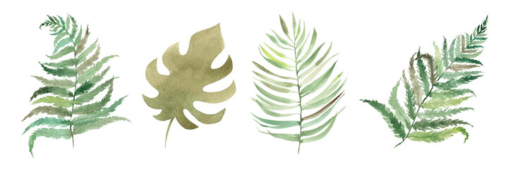 Set with watercolor tropical leaves. Botanical illustration. Fern, palm.