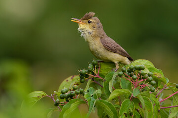 Orpheusspotvogel, Melodious Warbler, Hippolais polyglotta