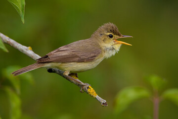 Orpheusspotvogel, Melodious Warbler, Hippolais polyglotta
