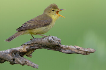 Orpheusspotvogel, Melodious Warbler, Hippolais polyglotta