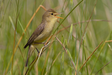 Orpheusspotvogel, Melodious Warbler, Hippolais polyglotta