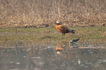 Ruddy shelduck Tadorna ferruginea calling. Keoladeo Ghana National Park. Bharatpur. Rajasthan. India.