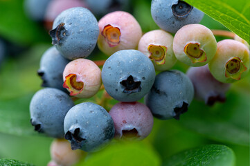 Blueberry, blueberries growing on the bushes.  A mix between mature and immature organic fruits.  Macros with selective focus.