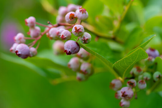 Blueberry, blueberries growing on the bushes.  A mix between mature and immature organic fruits.  Macros with selective focus.