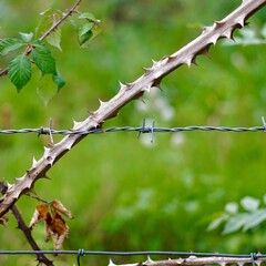 plants on the barbed wire fence in the field