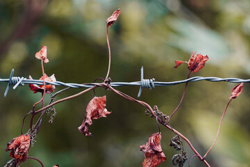 plants on the barbed wire fence in the field