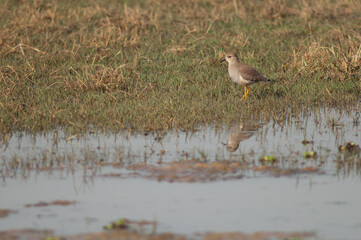 White-tailed lapwing Vanellus leucurus in a lagoon. Keoladeo Ghana National Park. Bharatpur. Rajasthan. India.