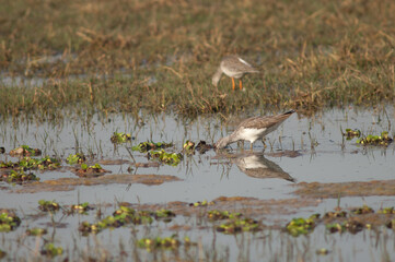 Common greenshank Tringa nebularia searching for food. Keoladeo Ghana National Park. Bharatpur. Rajasthan. India.