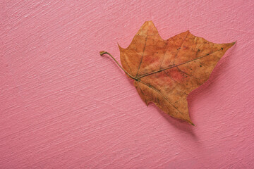 Autumn leaf- dark background. Abstract structure