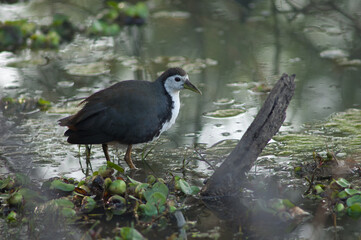 White-breasted waterhen Amaurornis phoenicurus in a lagoon. Keoladeo Ghana National Park. Bharatpur. Rajasthan. India.
