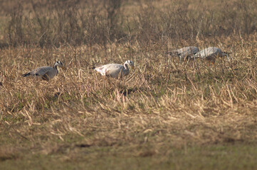 Bar-headed geese Anser indicus searching for food. Keoladeo Ghana National Park. Bharatpur. Rajasthan. India.