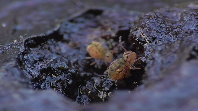 Kugelspringer weidet Algen auf Blatt
