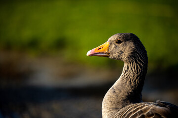 portrait of a greylag goose before green background