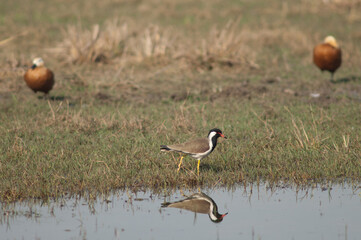 Red-wattled lapwing Vanellus indicus in a lagoon. Keoladeo Ghana National Park. Bharatpur. Rajasthan. India.