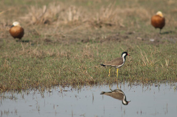 Red-wattled lapwing Vanellus indicus in a lagoon. Keoladeo Ghana National Park. Bharatpur. Rajasthan. India.