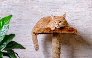 Sad red cat lies looking at the camera on a scratching post. Concept of loneliness of Pets. The care of Pets.