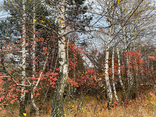 Birch trees in the autumn forest