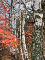 Birch trees in the autumn forest
