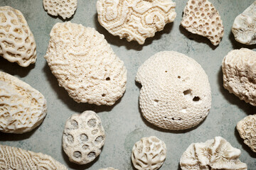 White coral stones