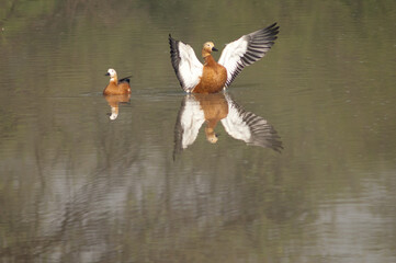 Pair of ruddy shelduck Tadorna ferruginea. Female to the left and male wing flapping to the right. Keoladeo Ghana. Bharatpur. Rajasthan. India.