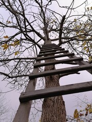 tree in the park © Grigi