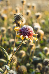 Beautiful dry flower covered with hoarfrost.