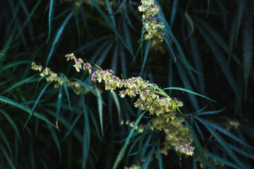 Branch of cannabis and marijuana. Ganja, hemp beautiful tree.