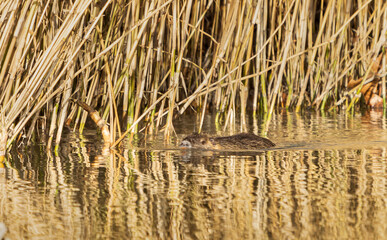 American Nutria (Myocastor coypus) - Nutrias, as one of the few fur animals, are born with a well-developed brown coat (the so-called primary coat) and it grows up to around 6 weeks of age. 