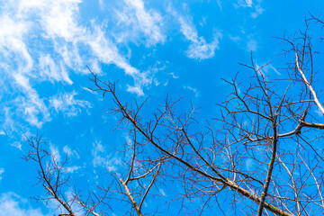 Obraz premium Winter branches of a tree against the sky