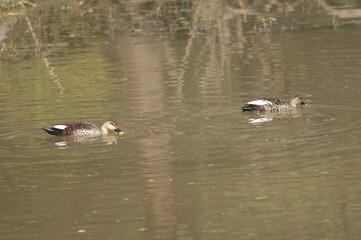 Indian spot-billed ducks Anas poecilorhyncha. Keoladeo Ghana National Park. Bharatpur. Rajasthan. India.